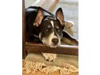 Adopt Hank a Siberian Husky, Dalmatian