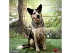 Adopt Norman a Australian Cattle Dog / Blue Heeler