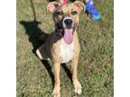 Adopt Turbo CFS 240029633 a Pit Bull Terrier