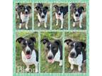 Adopt Bison CFS# 240017368 a English Pointer