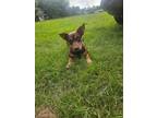 Adopt Cheech a Mixed Breed