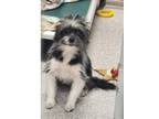 Adopt Chewbacca a Terrier, Mixed Breed