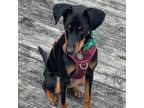 Adopt Cody a Doberman Pinscher, Mixed Breed