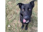 Adopt Eclipse a Shepherd