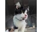 Adopt Gatsby a Domestic Medium Hair