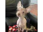 Adopt Beau a Chinese Crested Dog