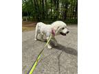 Adopt Franz a Great Pyrenees