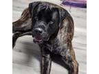 Adopt Theoden a Cane Corso