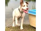 Adopt Cosmo a American Staffordshire Terrier, Ibizan Hound