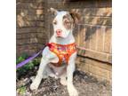 Adopt Cosmos a American Staffordshire Terrier