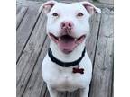 Adopt Blanco a American Staffordshire Terrier