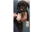 Adopt Tex a Labrador Retriever, Mixed Breed