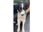 Adopt PooBear a Border Collie