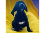 Adopt Myno a Black Labrador Retriever