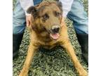 Adopt Grape Juice a Belgian Shepherd / Sheepdog