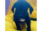 Adopt Mario a Black Labrador Retriever