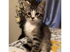 Adopt Denali a Domestic Short Hair, Tabby