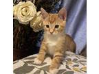 Adopt Yellowstone a Domestic Short Hair, Tabby