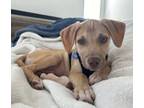 Adopt Duke a Pit Bull Terrier, Hound