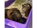 Adopt Squiggles & Bubbles (Perfect Pair) a Guinea Pig