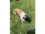 Adopt Fonse (fka Taz) a Pit Bull Terrier, Boxer