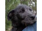 Adopt Hugh a Terrier