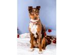 Adopt Fresno a Pit Bull Terrier, Australian Shepherd