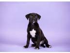 Adopt Bartholomew Cubbins a Labrador Retriever, Mixed Breed