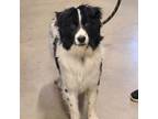 Adopt Rorick a Border Collie