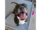 Adopt Dior a Pit Bull Terrier