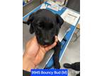 Adopt Bouncy Bud #9945 a Labrador Retriever
