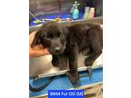 Adopt Fur OG #9944 a Labrador Retriever