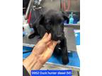 Adopt Duck Hunter Diesel #9952 a Labrador Retriever