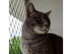 Adopt Mickey a Domestic Short Hair