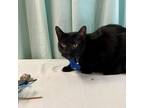 Adopt Pan a Domestic Short Hair