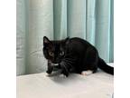 Adopt Inky a Domestic Short Hair