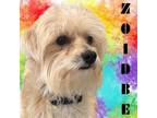 Adopt Zoidberg a Terrier