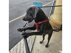 Adopt Otto a Labrador Retriever, Mixed Breed