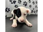 Adopt VooDoo a Redbone Coonhound, Bluetick Coonhound