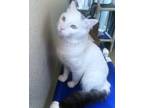 Adopt Snowball a Domestic Short Hair