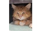 Adopt Cairo a Domestic Long Hair, Domestic Short Hair