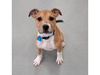 Adopt Crouton a Pit Bull Terrier, Mixed Breed