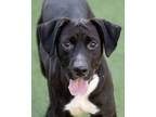 Adopt Robert a Labrador Retriever, Mixed Breed