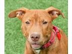 Adopt Pinky a Pit Bull Terrier, Mixed Breed