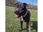 Adopt Ravine a Mixed Breed