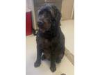 Adopt Mac a Labrador Retriever, Poodle