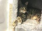 Adopt Gilbert a Domestic Short Hair, Tabby