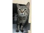 Adopt tigger a Domestic Short Hair