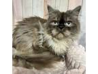 Adopt Dmitri a Domestic Long Hair