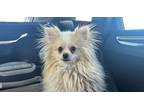 Adopt Clyde a Pomeranian